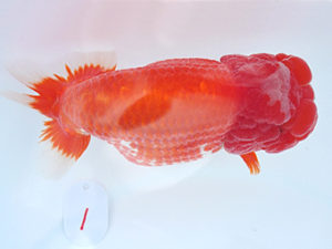 広島錦鱗会　藤原　繁　福山