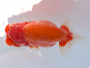 広島錦鱗会　西大関　中林隆雄　周南