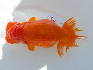 広島錦鱗会　立行司　清水正雄　和木