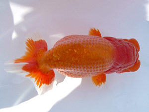 広島錦鱗会　東取締　中林隆雄　周南