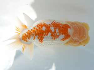 広島錦鱗会　西取締　山田憲一　広島