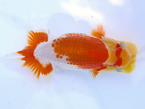 研究会　西大関　山田重夫　愛西市