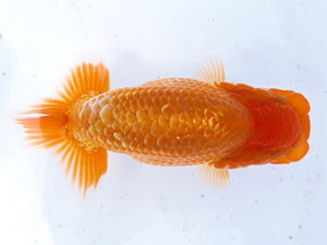 研究会　立行司　植田春寿　稲沢市