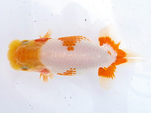 研究会　西取締　中村　剛　四日市市