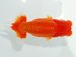 観栄らんちう会　東大関　川口久男　駿東郡