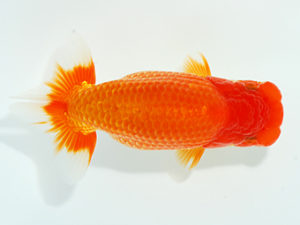 観栄らんちう会 東勧進元　村田祐則　相模原市