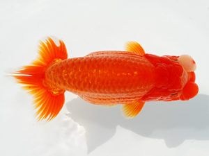 観栄らんちう会 西勧進元　神尾昭司　三島市