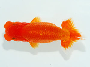 観栄らんちう会 行司一　田島　貢　田方郡