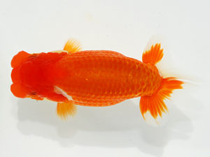 観栄らんちう会 行司二　御手洗逸夫　三島市