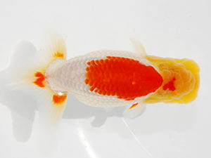 観栄らんちう会 行司三　林　達夫　一宮市