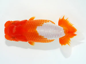 観栄らんちう会 東脇行司　下山敏春　三島市