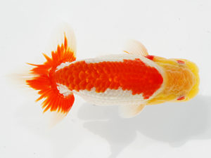 観栄らんちう会 西脇行司　松田力三　浜松市