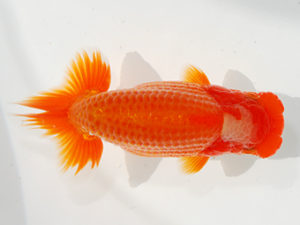 観栄らんちう会　西大関　神尾昭司　三島市