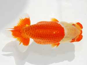 観栄らんちう会　立行司　下山敏春　三島市