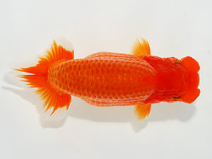 観栄らんちう会　東取締　神尾昭司　三島市