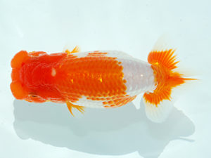 観栄らんちう会　西取締　村田祐則　相模原市