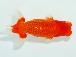 観栄らんちう会 東関脇　滝瀬健治　北本市