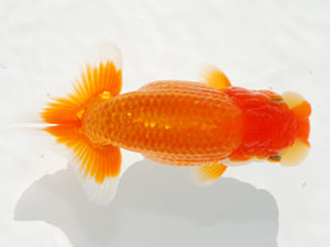 観栄らんちう会 西関脇　御手洗逸夫　三島市