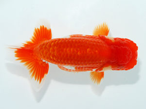 観栄らんちう会 東小結　伊藤孝広　犬山市