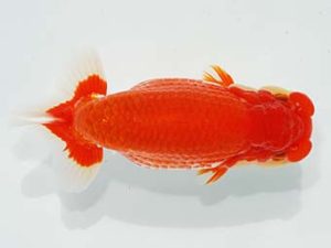 観栄らんちう会　西大関　藤川賢二　横浜市