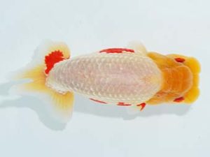 観栄らんちう会　立行司　松本　孝　三島市