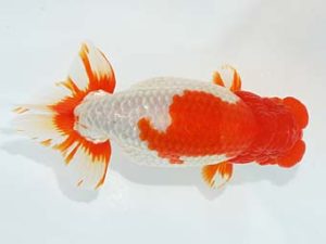 観栄らんちう会　東取締　五十嵐　稔　大網白里市