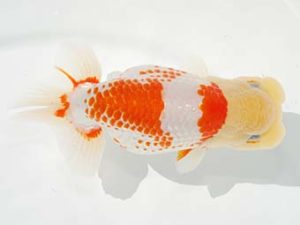 観栄らんちう会　西取締　神尾昭司　三島市