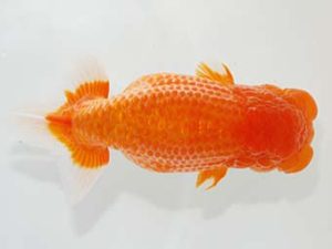 観栄らんちう会　吉村友良　富士市