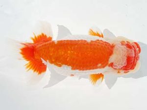 観栄らんちう会　西大関　加藤義行　伊豆の国市