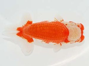 観栄らんちう会　立行司　加藤義行　伊豆の国市