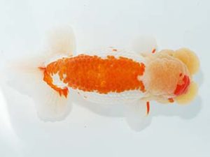 観栄らんちう会　東取締　横山拓生　成田市