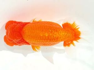 観栄らんちう会　西取締　青木和久　静岡市