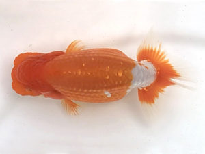 宮城山形　西大関　安藤修司　須賀川市