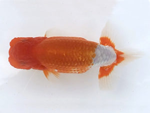 宮城山形　立行司　安藤修司　須賀川市