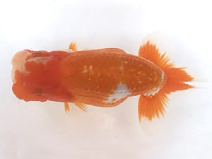 宮城山形　取締一　川村祐孝　盛岡市