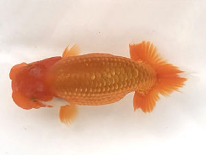 宮城山形　取締二　松田　勝　仙台市