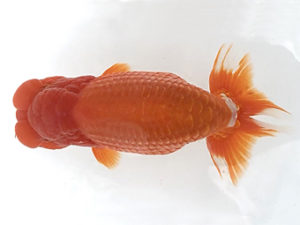 宮城山形　東大関　大場晋二　仙台市