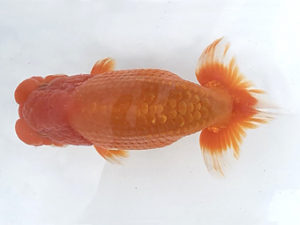 宮城山形　立行司　和井内貴久　八戸市