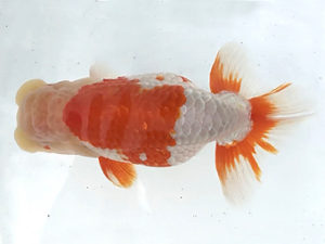 宮城山形　取締一　松田　勝　仙台市