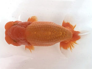 宮城山形　取締二　和井内貴久　八戸市