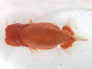 宮城山形　立行司　和井内貴久　八戸市