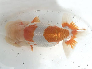 宮城山形　取締一　川村祐孝　盛岡市