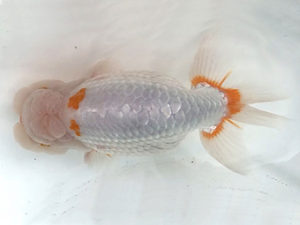 宮城山形　取締二　横山健志　山形市