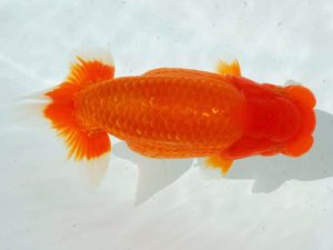 岡山錦鱗会　東大関　村上暢彦　岡山