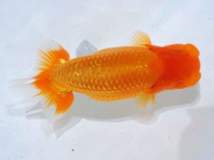 瀬岡山錦鱗会 東勧進元　福岡耕治　岡山