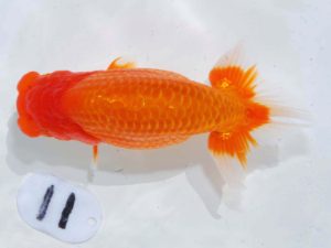 岡山錦鱗会 西勧進元　柏野正彦　児島