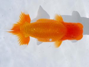 岡山錦鱗会 行司一　中村　剛　三重