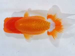 岡山錦鱗会 行司二　田淵貴利　香川