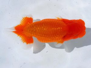 岡山錦鱗会 行司三　村上暢彦　岡山