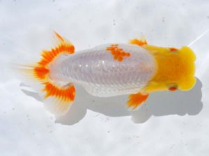 岡山錦鱗会 東脇行司　友近周平　愛媛